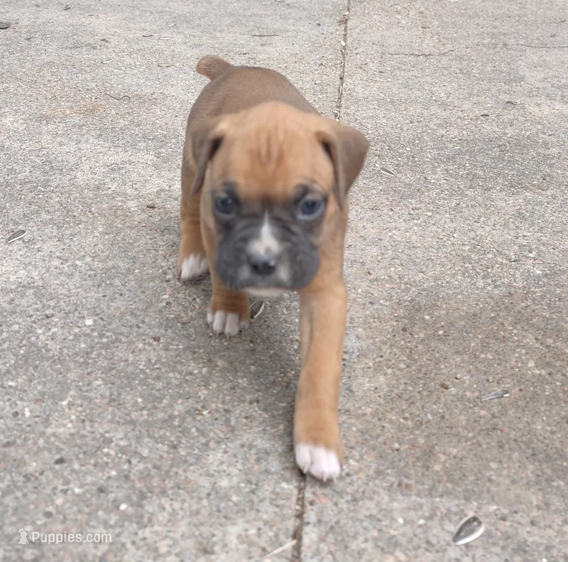 Cappie – Boxer puppy for sale in Wolbach, NE