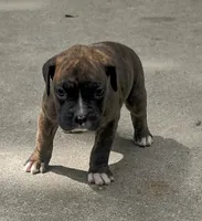 Duke, a male Boxer for sale in Wolbach, NE – 2 of 2