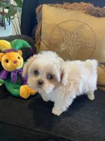 Aspen, a female Shih Tzu for sale in Bentonville, AR – 3 of 5