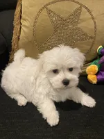 Aspen, a female Maltese for sale in Bentonville, AR – 1 of 5