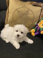 Aspen, a female Maltese for sale in Bentonville, AR – 3 of 5