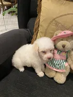 Sadie, a female Yorkshire Terrier and Poodle - Miniature  for sale in Bentonville, AR – 5 of 6