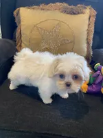 Aspen, a female Shih Tzu for sale in Bentonville, AR – 4 of 5