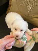 Sadie, a female Yorkshire Terrier and Poodle - Miniature  for sale in Bentonville, AR – 2 of 6