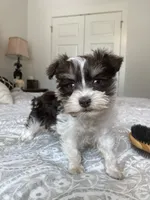 Mason, a female Miniature Schnauzer for sale in Bentonville, AR – 6 of 9