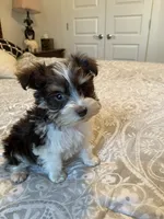 Mason, a female Miniature Schnauzer for sale in Bentonville, AR – 4 of 9