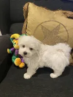 Aspen, a female Maltese for sale in Bentonville, AR – 2 of 5