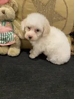 Sadie, a female Yorkshire Terrier and Poodle - Miniature  for sale in Bentonville, AR – 6 of 6