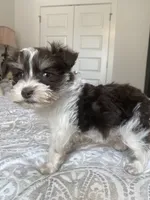 Mason, a female Miniature Schnauzer for sale in Bentonville, AR – 2 of 9