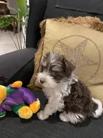 Mason, a female Miniature Schnauzer for sale in Bentonville, AR – 9 of 9
