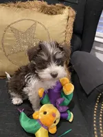 Mason, a female Miniature Schnauzer for sale in Bentonville, AR – 8 of 9
