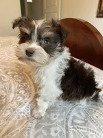 Mason, a female Miniature Schnauzer for sale in Bentonville, AR – 3 of 9