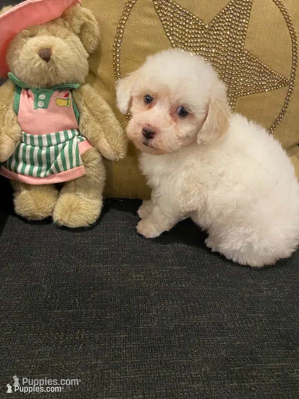 Sadie – Yorkshire Terrier, Poodle - Miniature  puppy for sale in Bentonville, AR