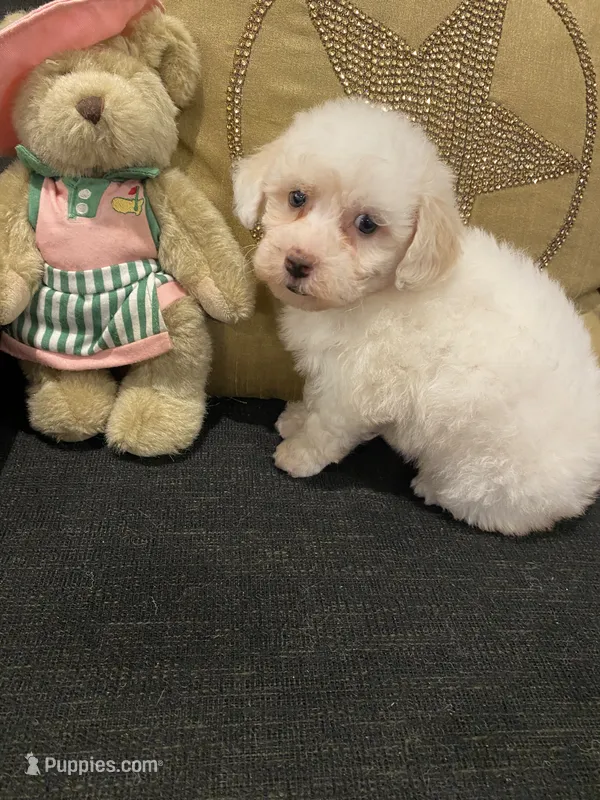 Sadie – Yorkshire Terrier, Poodle - Miniature  puppy for sale in Bentonville, AR