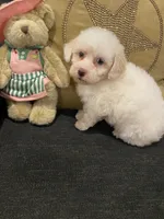 Sadie, a female Yorkshire Terrier and Poodle - Miniature  for sale in Bentonville, AR – 1 of 6