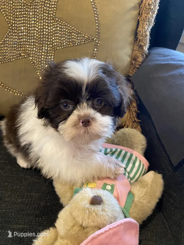 Aspen – Shih Tzu puppy for sale in Bentonville, AR