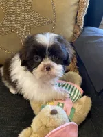 Aspen, a female Shih Tzu for sale in Bentonville, AR – 1 of 4