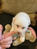 Sadie, a female Yorkshire Terrier and Poodle - Miniature  for sale in Bentonville, AR – 3 of 6