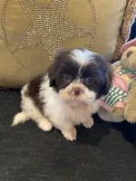 Aspen, a female Shih Tzu for sale in Bentonville, AR – 3 of 4