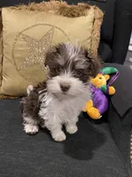 Mason, a female Miniature Schnauzer for sale in Bentonville, AR – 7 of 9