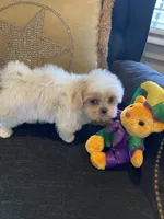 Aspen, a female Shih Tzu for sale in Bentonville, AR – 2 of 5