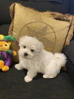 Aspen, a female Maltese for sale in Bentonville, AR – 4 of 5