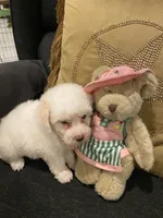 Sadie, a female Yorkshire Terrier and Poodle - Miniature  for sale in Bentonville, AR – 4 of 6