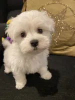 Aspen, a female Maltese for sale in Bentonville, AR – 5 of 5