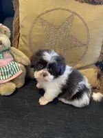 Aspen, a female Shih Tzu for sale in Bentonville, AR – 4 of 4