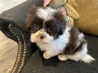 Aspen, a female Shih Tzu for sale in Bentonville, AR – 2 of 4