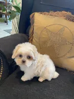 Aspen, a female Shih Tzu for sale in Bentonville, AR – 5 of 5