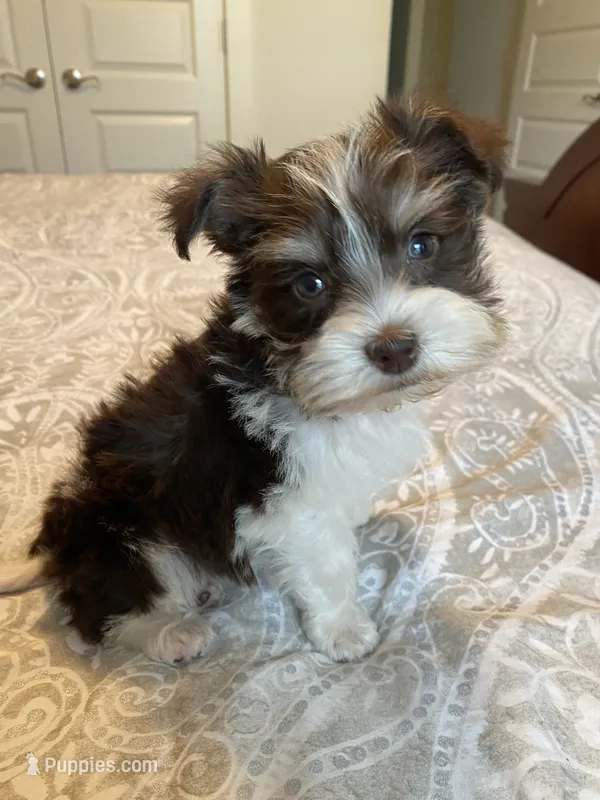 Mason – Miniature Schnauzer puppy for sale in Bentonville, AR