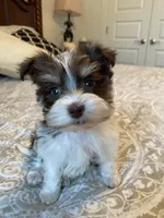 Mason, a female Miniature Schnauzer for sale in Bentonville, AR – 5 of 9
