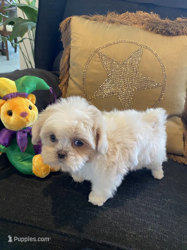 Aspen – Shih Tzu puppy for sale in Bentonville, AR