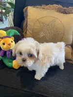 Aspen, a female Shih Tzu for sale in Bentonville, AR – 1 of 5