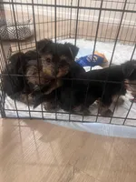 cinnamon, a female Yorkipoo for sale in Akron, OH – Photo 4 of 4