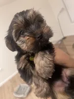 cinnamon, a female Yorkipoo for sale in Akron, OH – Photo 1 of 4