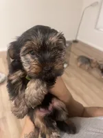 cinnamon, a female Yorkipoo for sale in Akron, OH – Photo 3 of 4