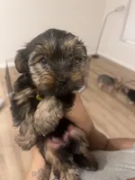 cinnamon, a female Yorkipoo for sale in Akron, OH – Photo 2 of 4