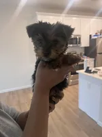 Clover , a female Yorkshire Terrier for sale in Akron, OH – Photo 2 of 3