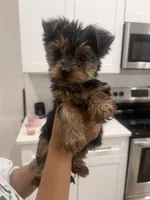 Clover , a female Yorkshire Terrier for sale in Akron, OH – Photo 1 of 3