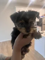 Clover , a female Yorkshire Terrier for sale in Akron, OH – Photo 3 of 3