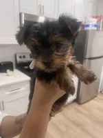Snow , a female Yorkshire Terrier for sale in Akron, OH – Photo 4 of 5
