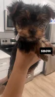 Snow , a female Yorkshire Terrier for sale in Akron, OH – Photo 2 of 5