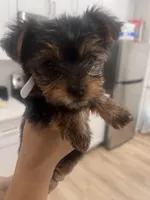 Snow , a female Yorkshire Terrier for sale in Akron, OH – Photo 5 of 5