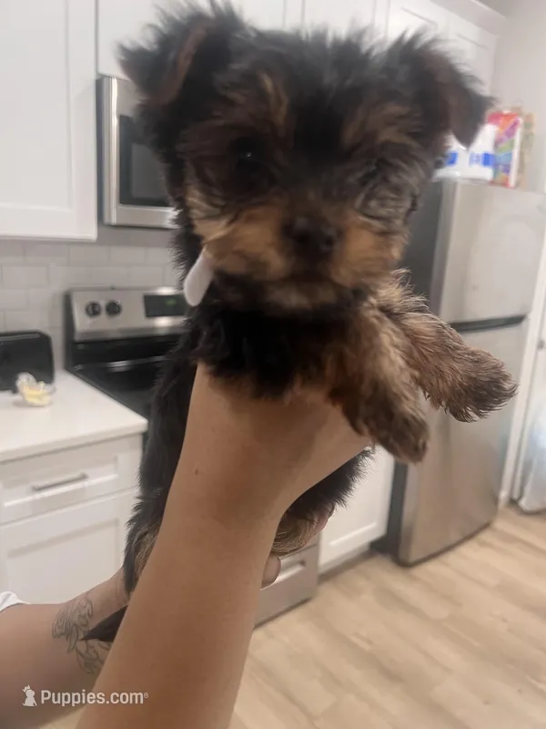 Snow  – Yorkshire Terrier puppy for sale in Akron, OH