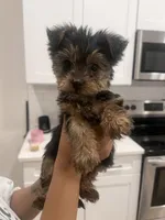 Stormi , a female Yorkshire Terrier for sale in Akron, OH – Photo 3 of 3