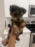 Stormi , a female Yorkshire Terrier for sale in Akron, OH – Photo 2 of 3