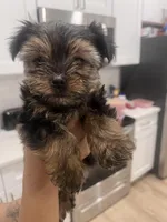 daisy , a female Yorkshire Terrier for sale in Akron, OH – Photo 2 of 4