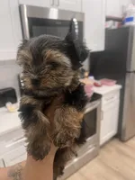 daisy , a female Yorkshire Terrier for sale in Akron, OH – Photo 3 of 4